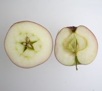 Barchatnoje æble